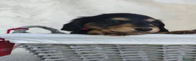 Miniature Dachshund Puppy 3