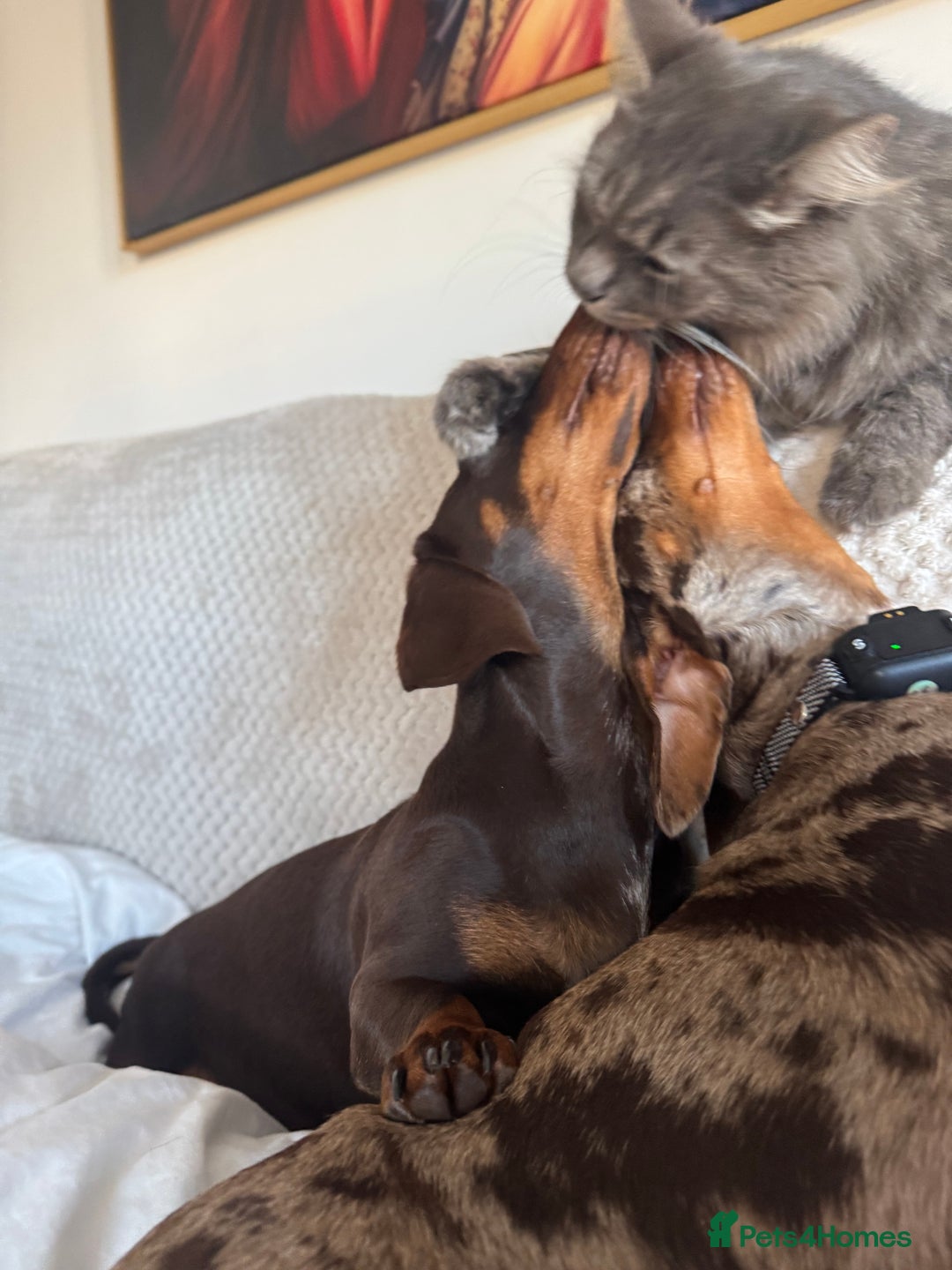 Dachshund dogs for sale: Rehoming two sisters, need to go to the same home - Image 4