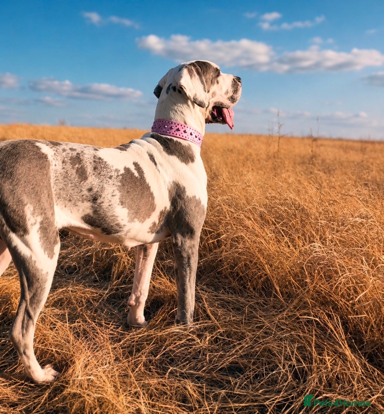Great Dane dogs Stunning 3 Yr Old Great Dane - Rare Blue Harlequin - Advert 1