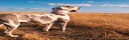 Great Dane dogs for sale: Stunning 3 Yr Old Great Dane - Rare Blue Harlequin - Advert 1