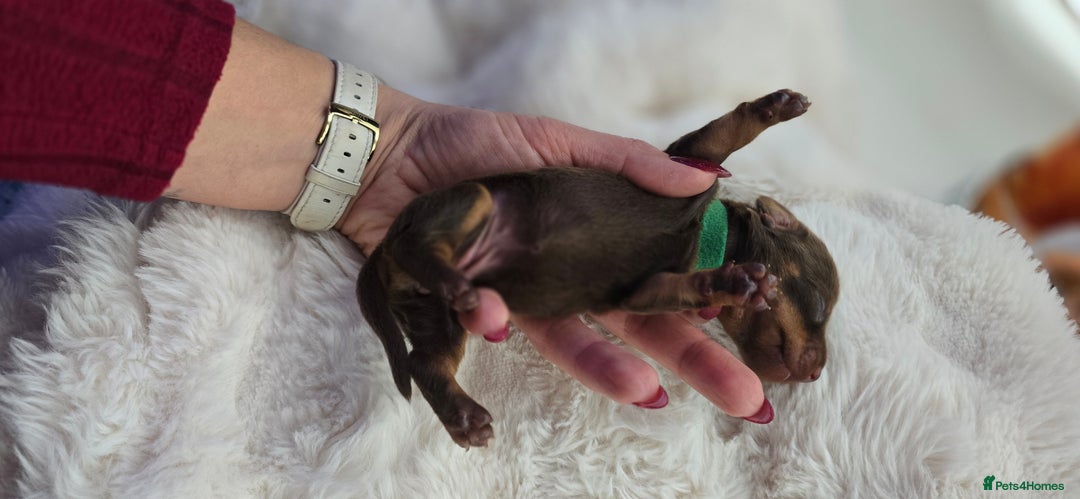Miniature Dachshund dogs for sale: KC registered miniature Dachshund 🐶  - Advert 18