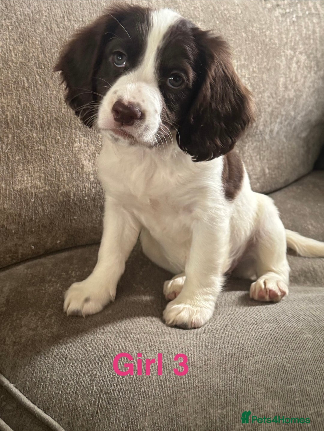 Cocker Spaniel dogs for sale: Beautiful cocker spaniel puppies - Image 2