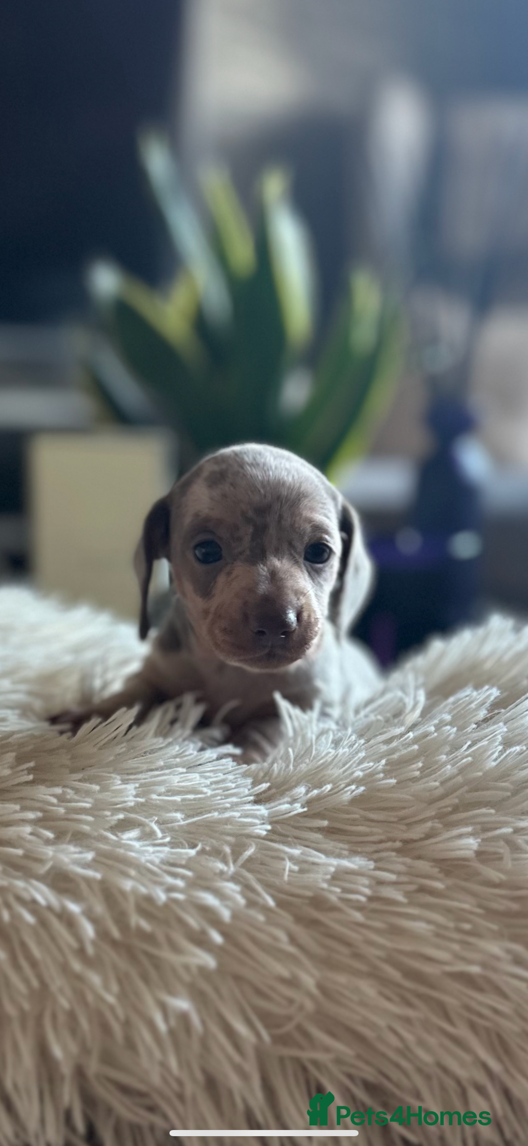 Miniature Dachshund dogs for stud: 💎🐾KC Isabella dapple stud🐾💎 - Image 3