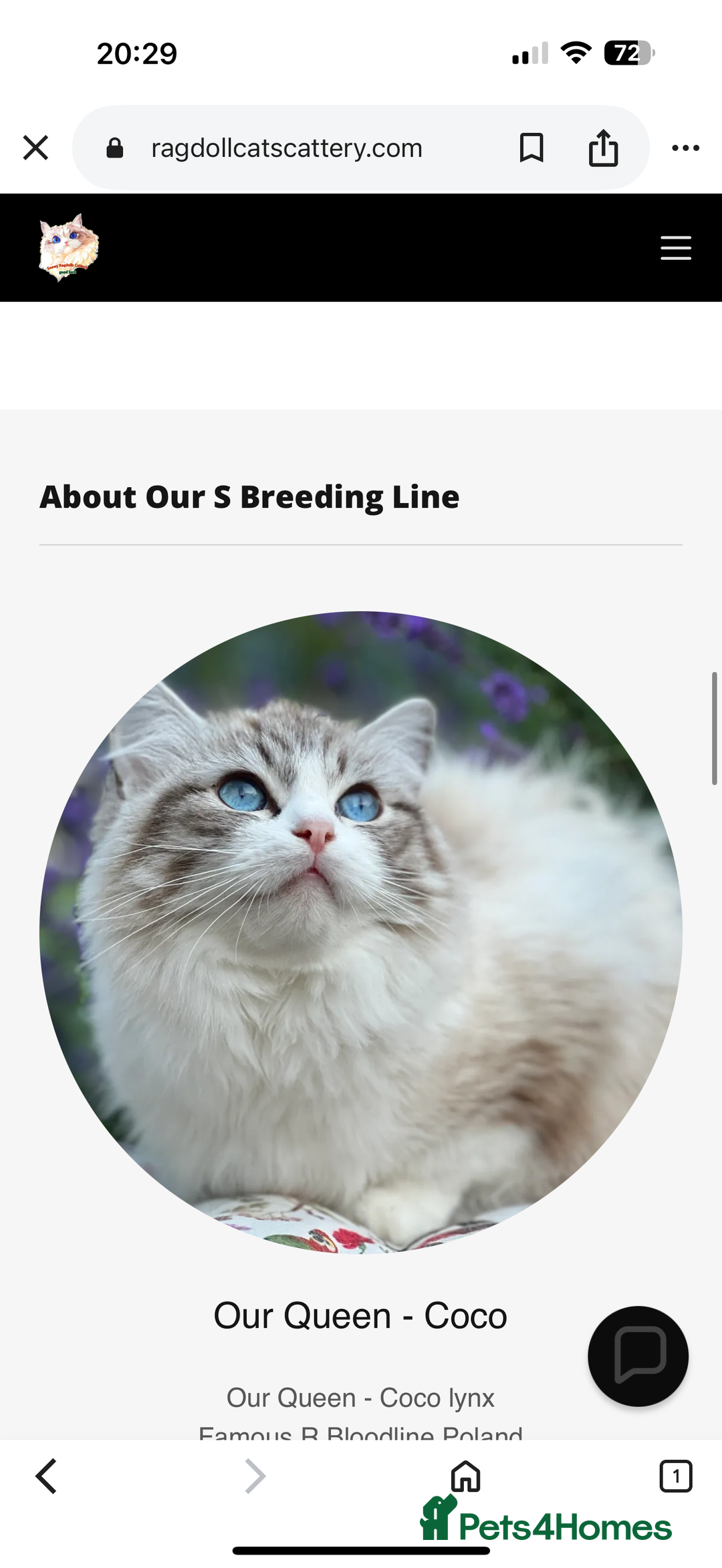 Ragdoll cats for sale: TICA Registered EU famous R bloodline  - Advert 8