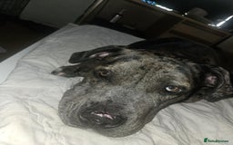 Mixed Breed dogs for sale: His name is bear  - Image 2