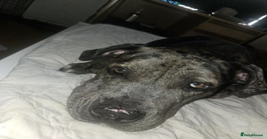 Mixed Breed dogs - Advert 5