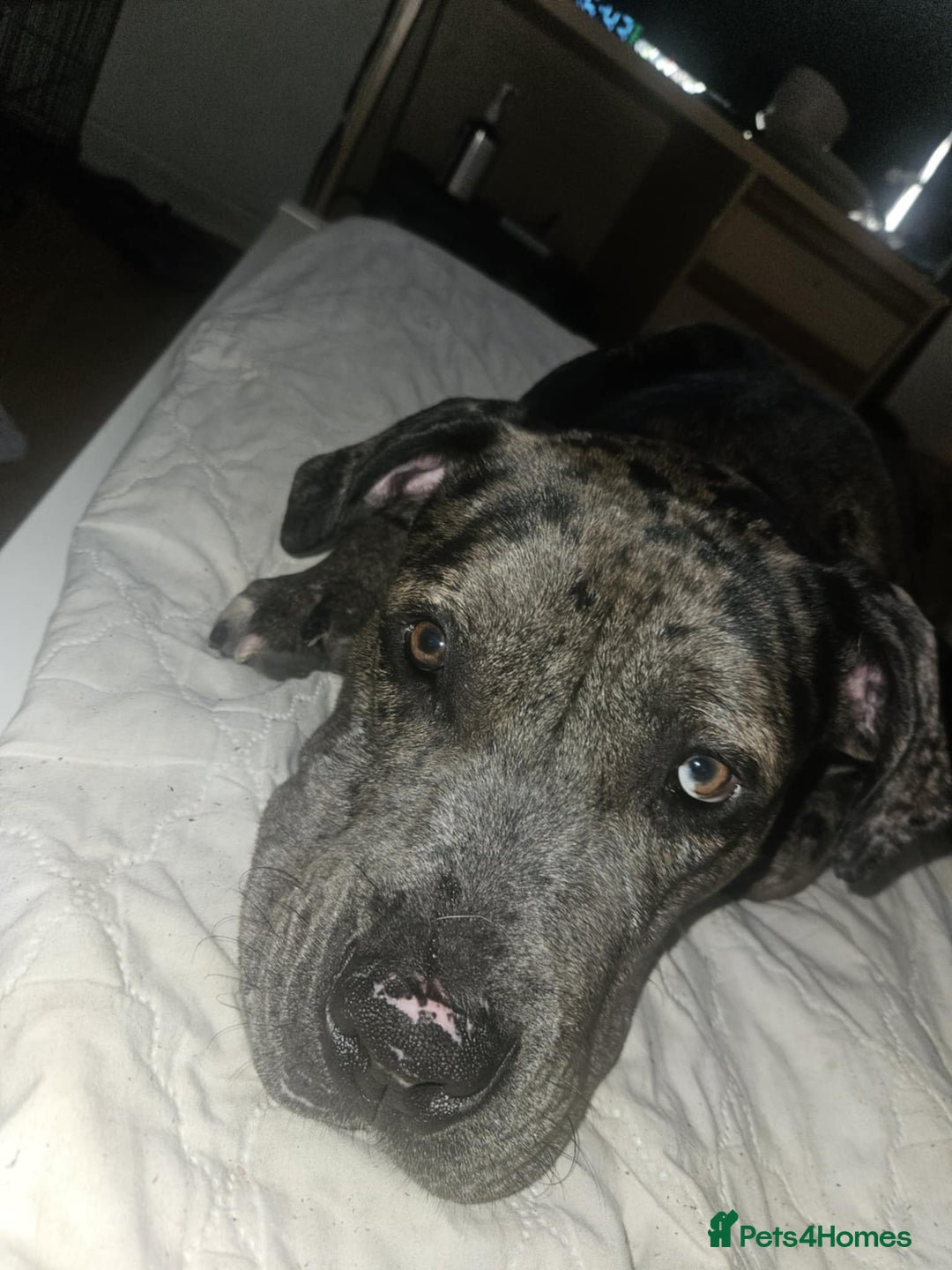 Mixed Breed dogs for sale: His name is bear  - Image 2