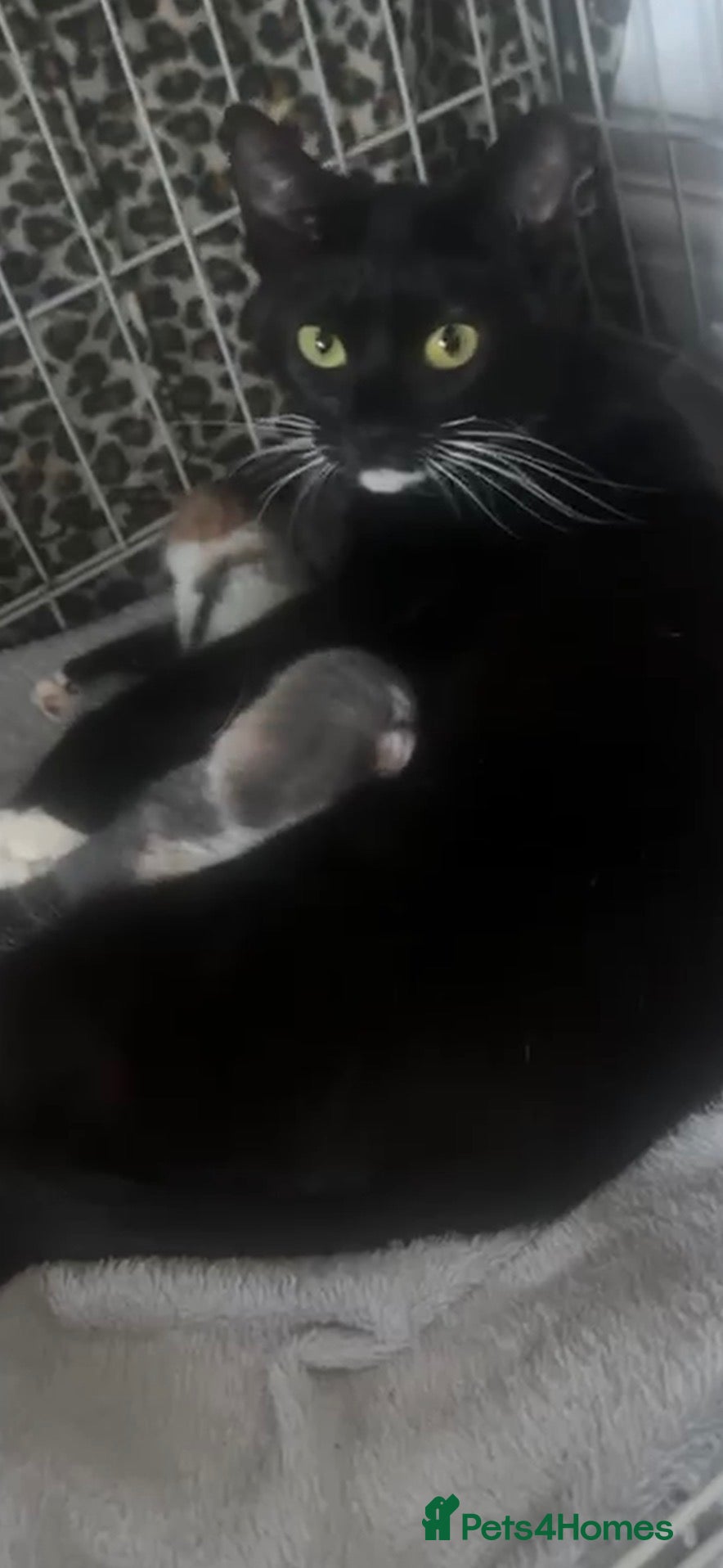 Domestic Shorthair cats Two 6 month old kittens  - Advert 9