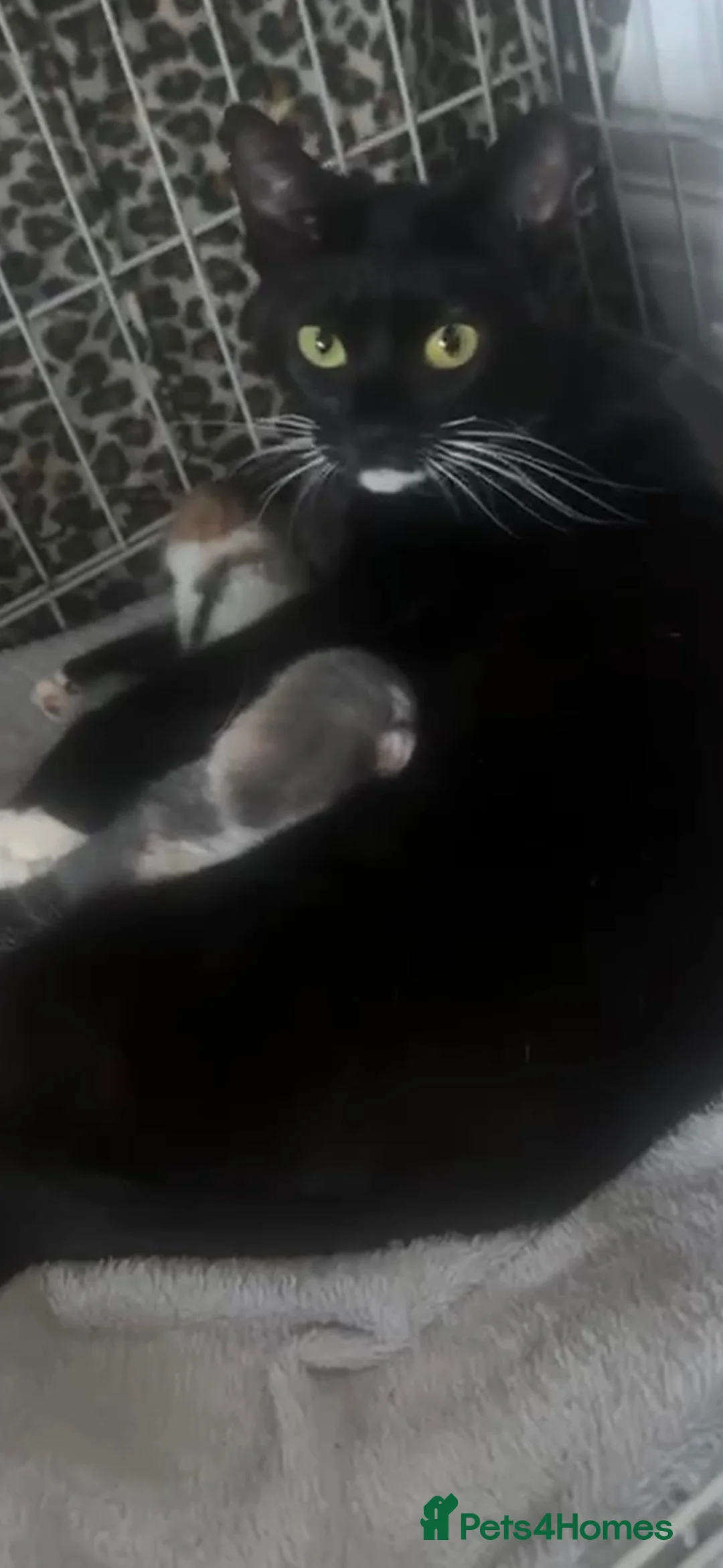 Domestic Shorthair cats for sale: Two 6 month old kittens  in Wallsend - Advert 1