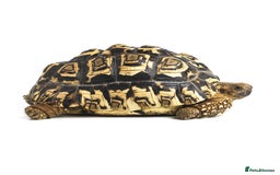 Tortoise reptiles for sale: Beautiful Leopard Tortoise! - Image 1