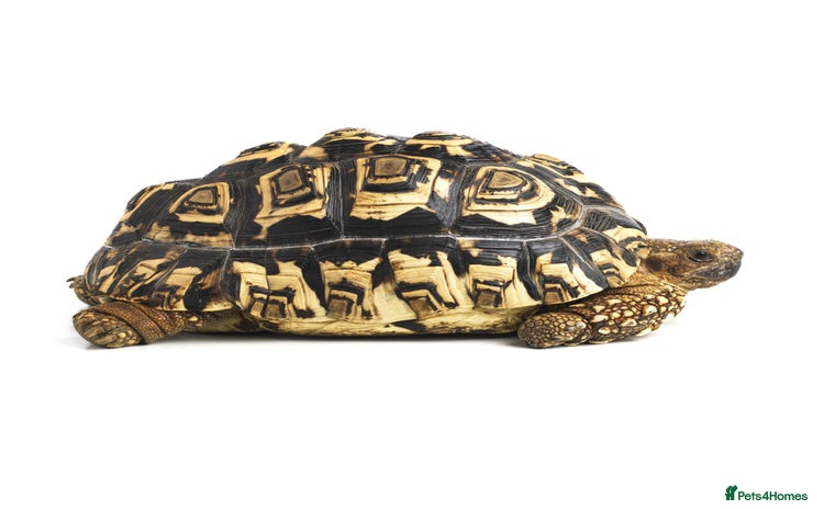 Tortoise reptiles - Advert 2