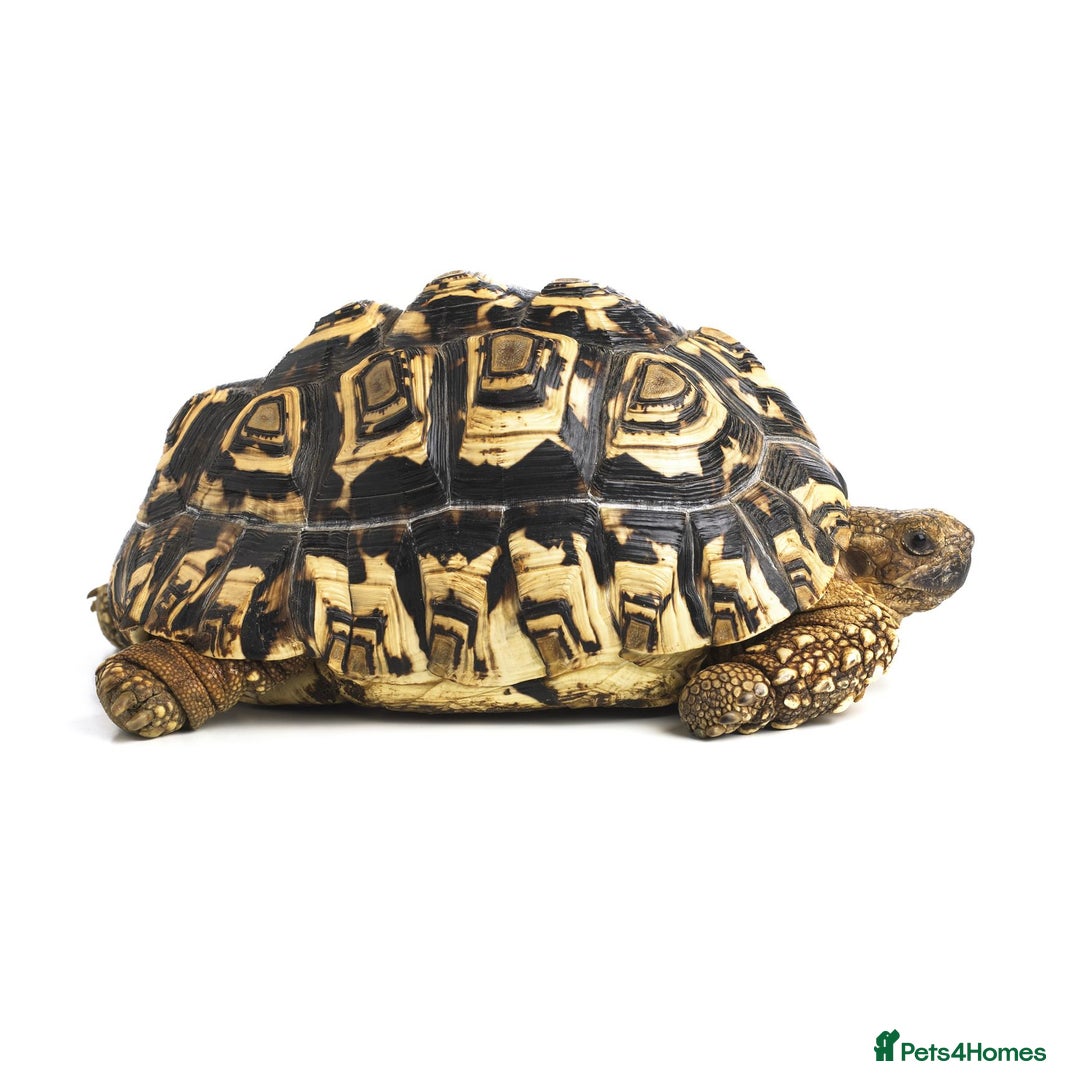 Tortoise reptiles for sale: Beautiful Leopard Tortoise! - Image 1