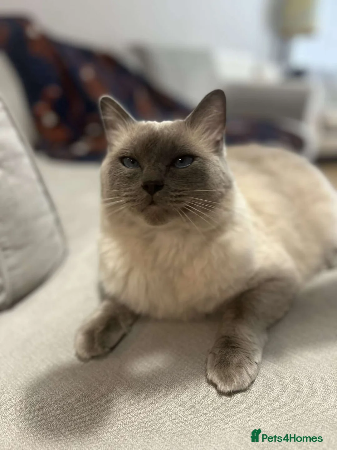Ragdoll cats for sale: Male ragdoll cat in Stockport - Advert 2