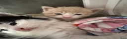 Mixed Breed cats for sale: Beautiful half Maine coon ginger and grey kittens  - Advert 2