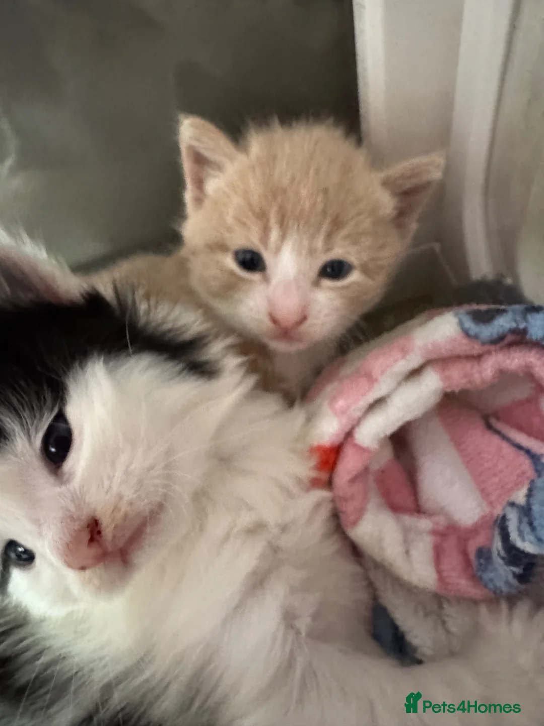 Mixed Breed cats for sale: Beautiful half Maine coon ginger and grey kittens  - Advert 2