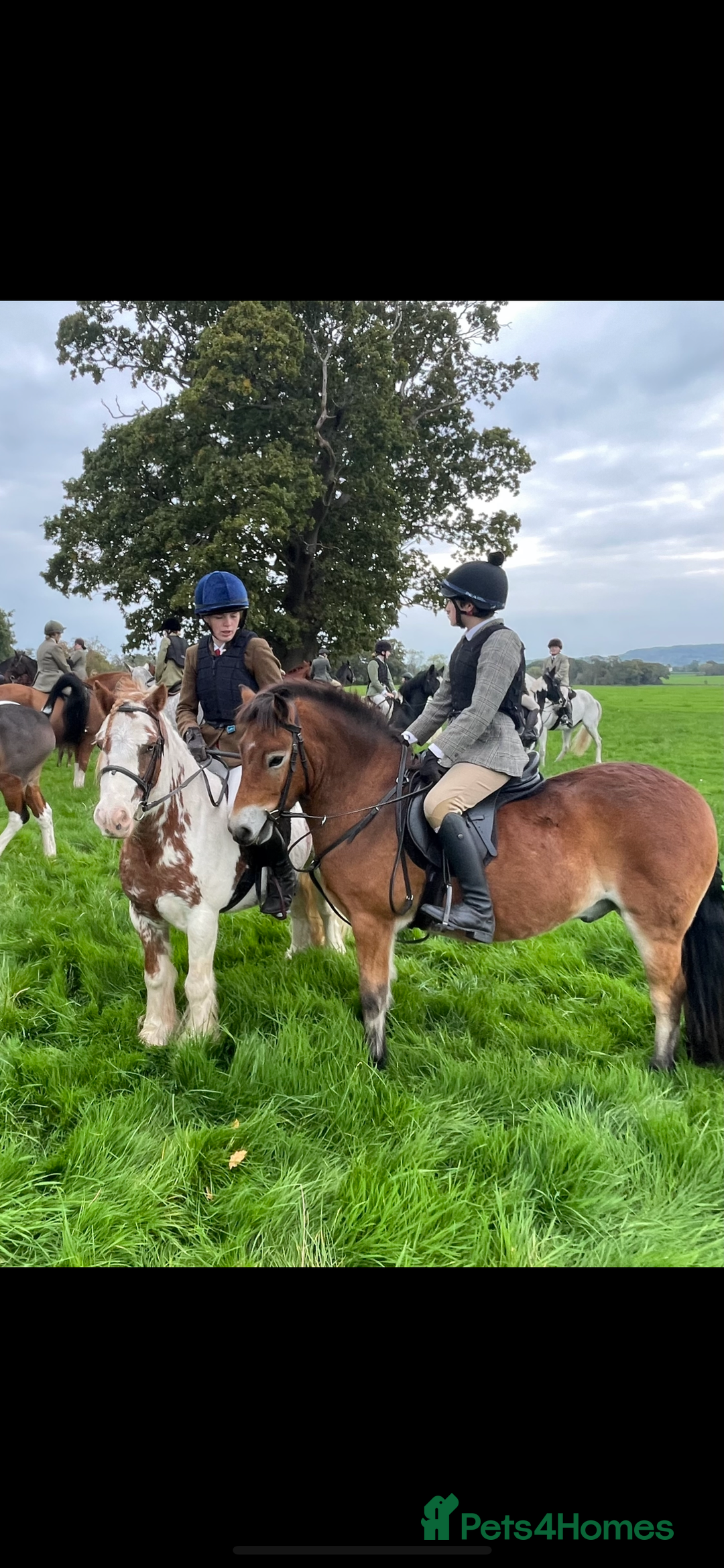 Exmoor horses for sale: Exmoor 12’1 gelding rising 6 drafted as a foal  - Advert 9