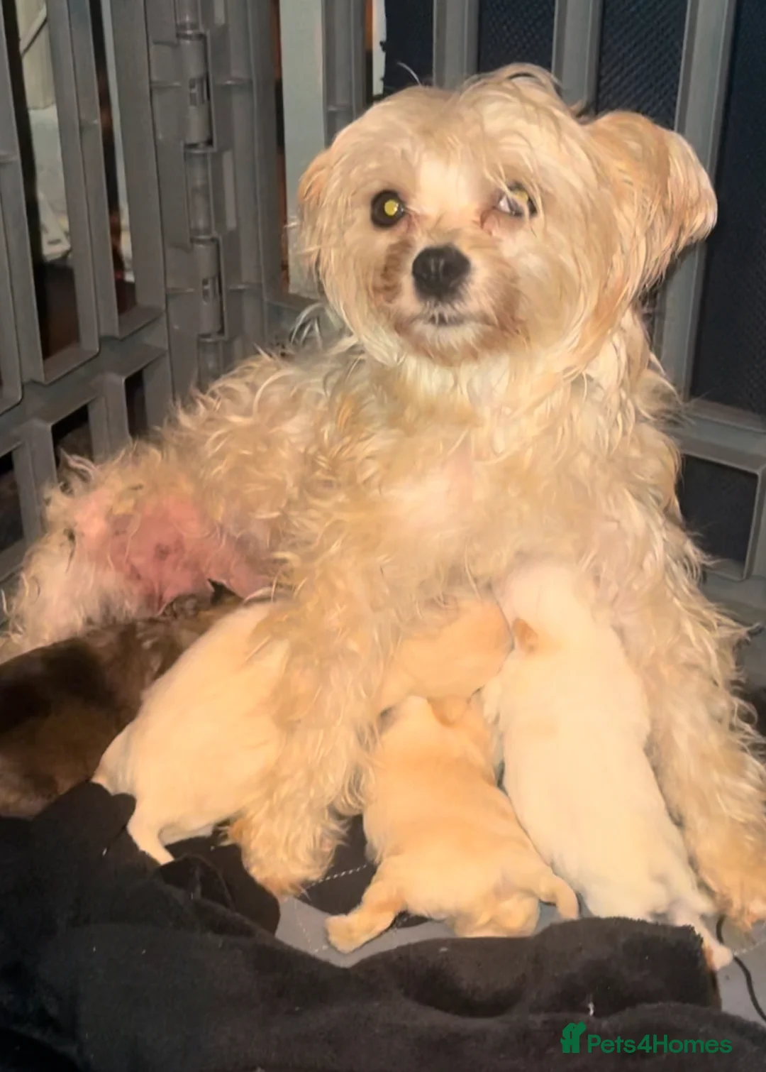 Mixed Breed dogs for sale: Maltipoo babies ready now..  - Advert 1