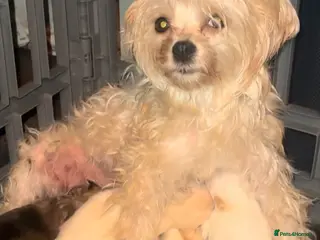 Mixed Breed dogs Maltipoo babies ready now.. - Advert 1