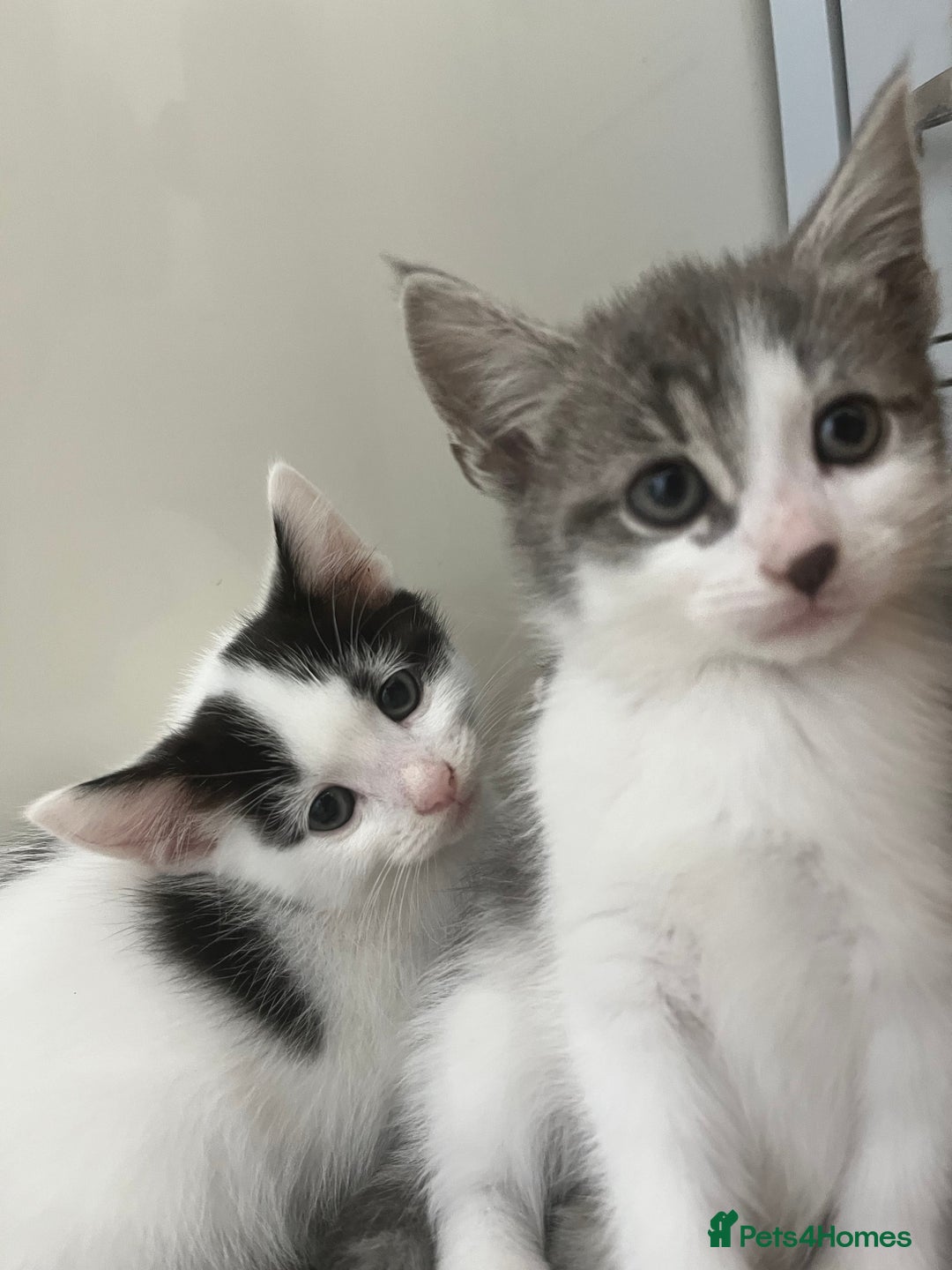 Domestic Shorthair cats for sale: Beautiful litter of kittens for sale - Image 7