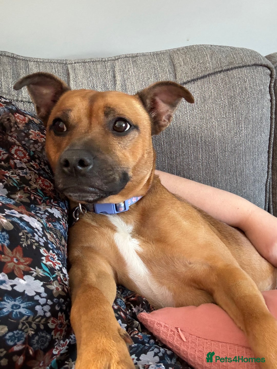 Staffordshire Bull Terrier dogs for sale: 2 Year Old Staffy - READ DESCRIPTION - Image 1