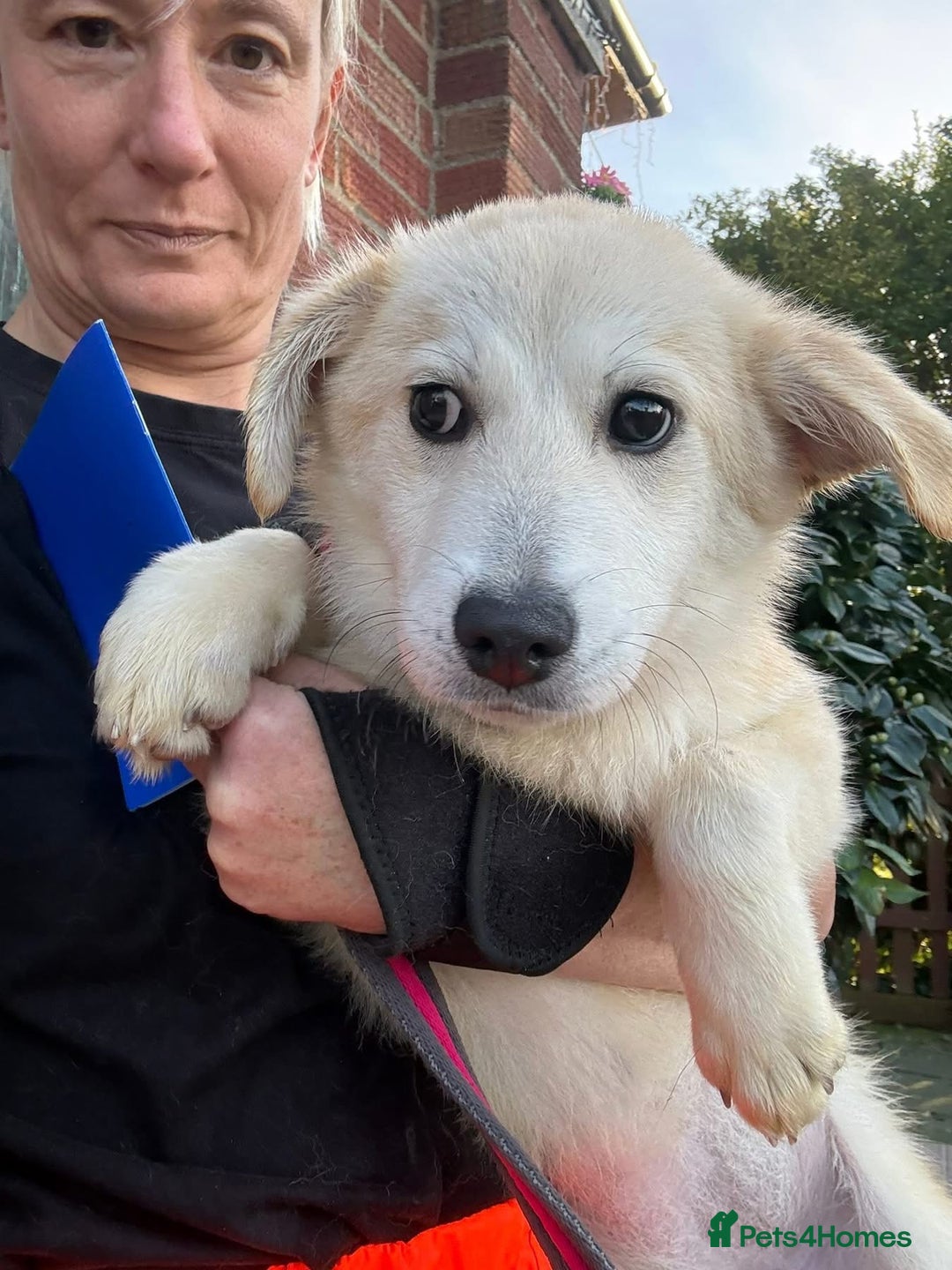 Mixed Breed dogs for adoption: Wren - Costessey Norwich  - Advert 2