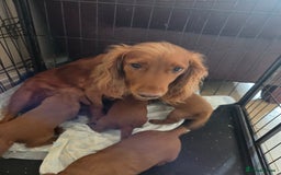 Cocker Spaniel dogs for sale: Working Cocker Spanial Puppies - Image 13