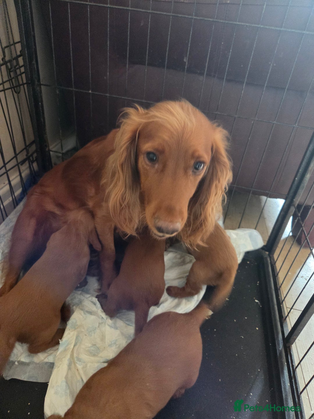 Cocker Spaniel dogs for sale: Working Cocker Spanial Puppies - Image 13