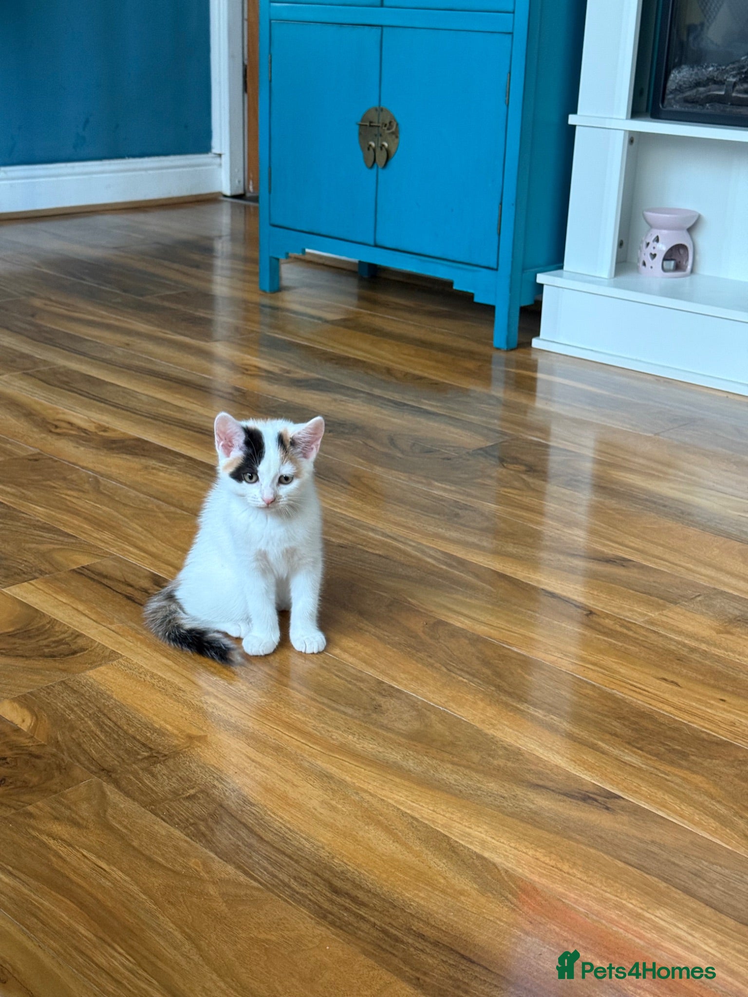 Persian cats Stunning persian kittens reduced price - Advert 1
