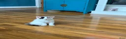 Persian cats for sale: Stunning persian kittens - Advert 9