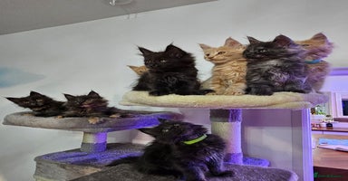 Maine Coon cats - Advert 3