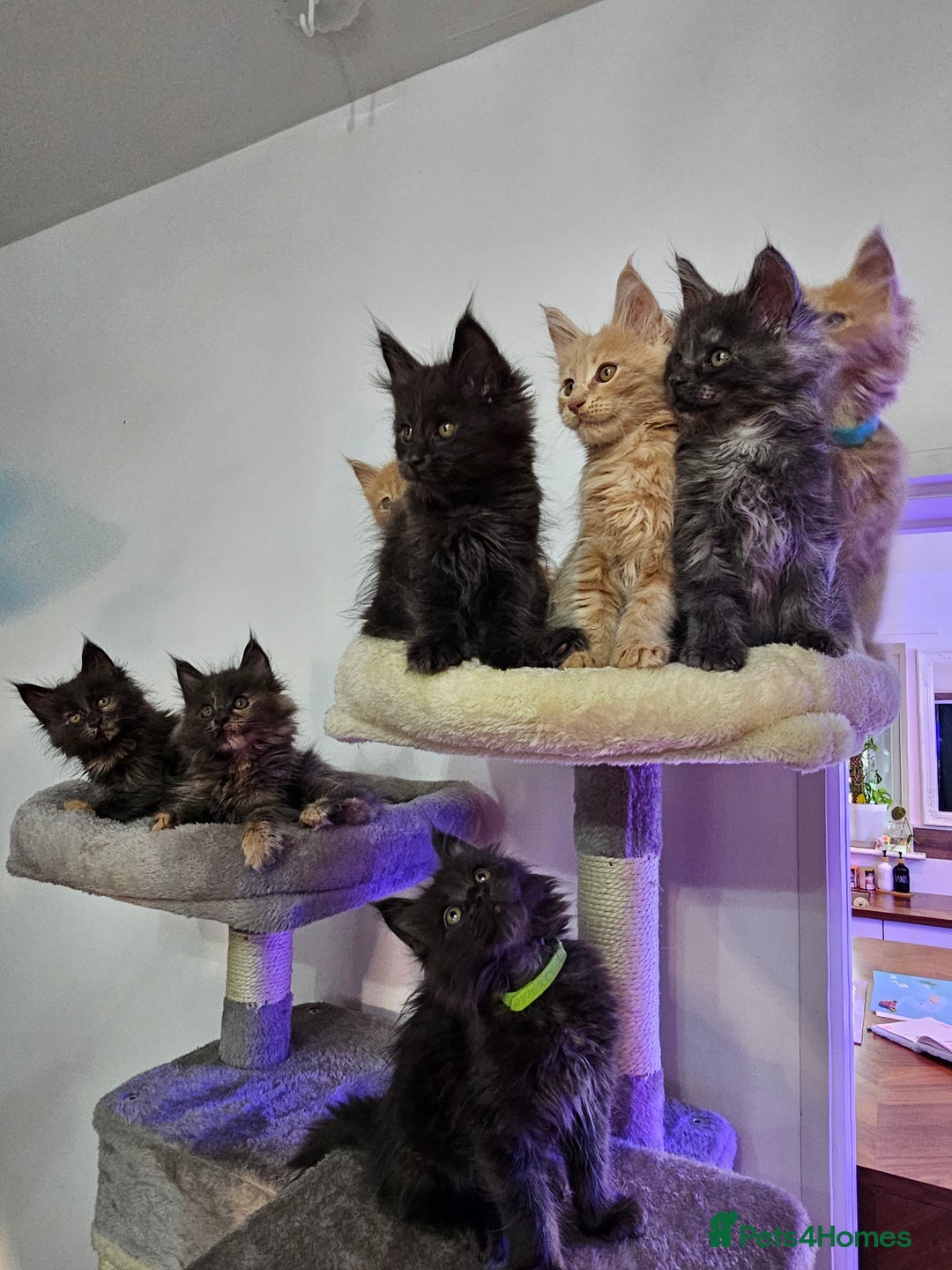 Maine Coon cats for sale: Pure Breed Maine Coon  - Image 2