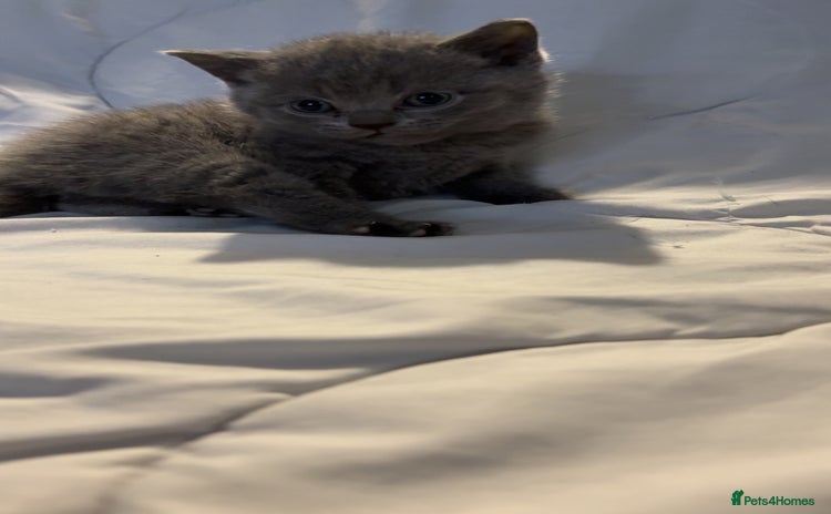 British Shorthair cats - Advert 14