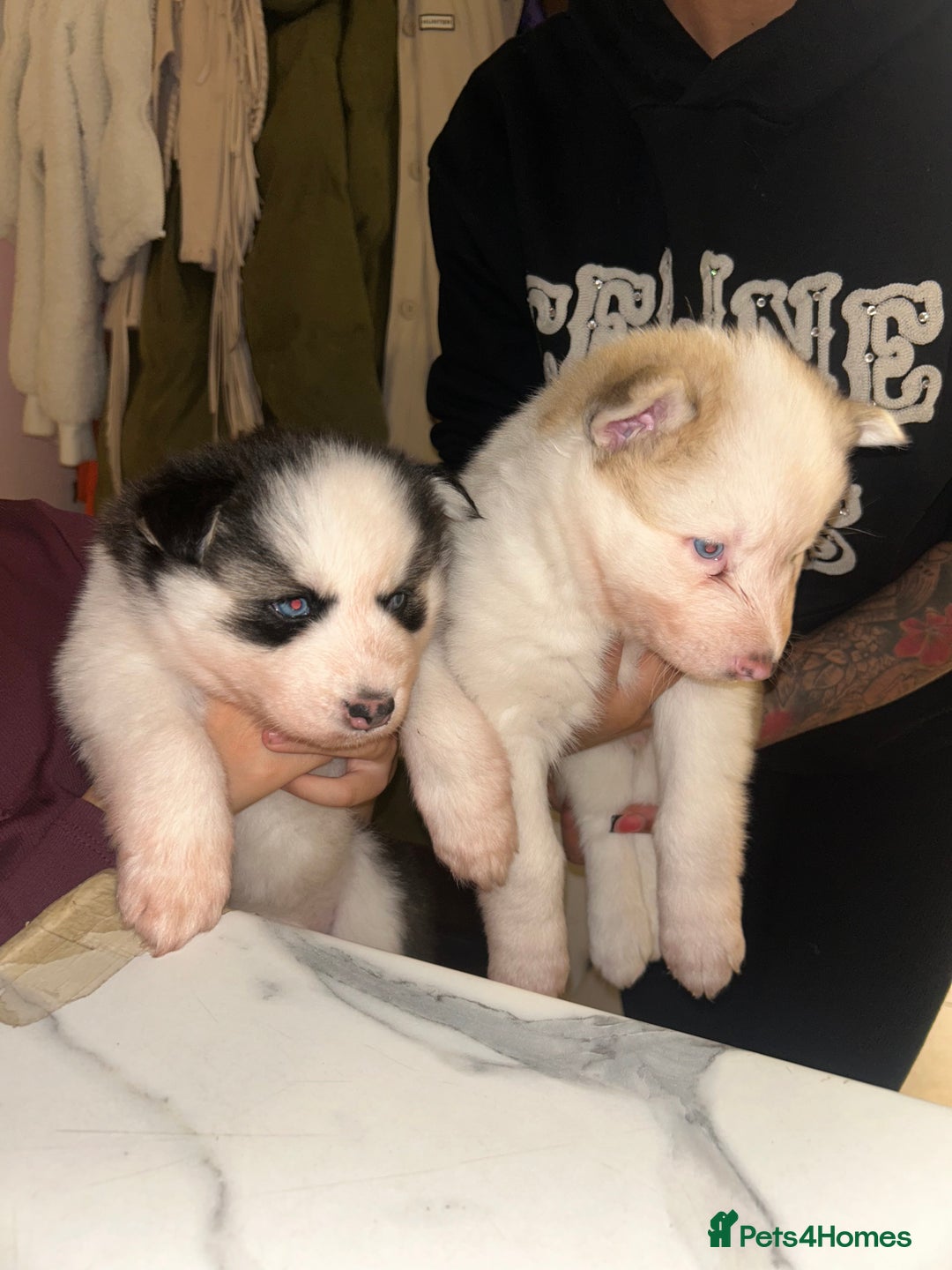 Siberian Husky dogs for sale: Siberian husky puppies  - Image 1