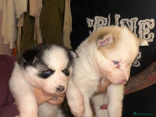 Siberian Husky dogs - Advert 18