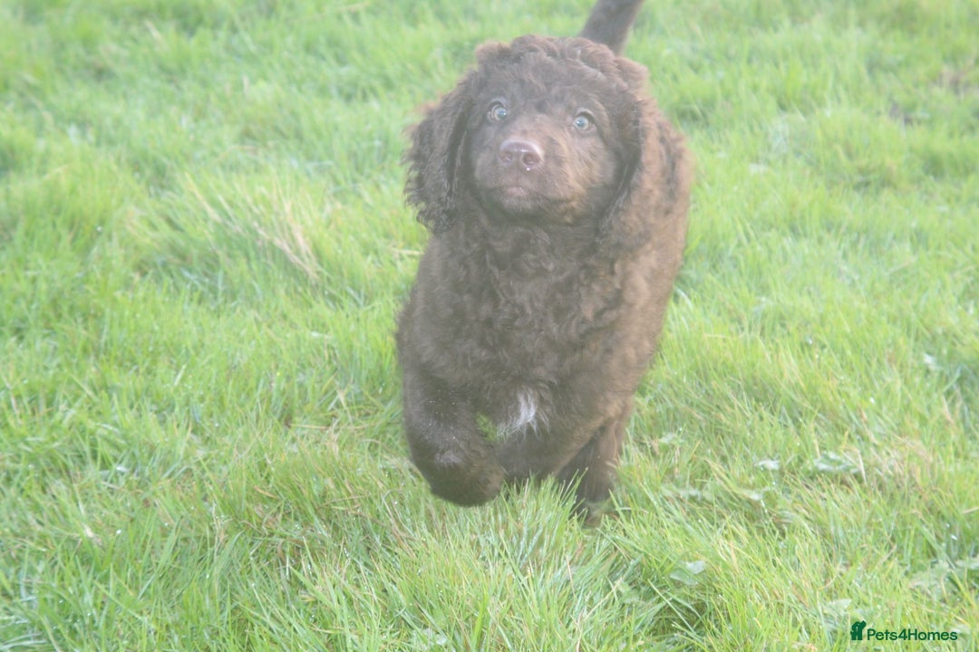 Australian Labradoodle dogs for sale: Health Tested ✔️ BOTH✔️ Parents HIP& ELBOW scored - Advert 8