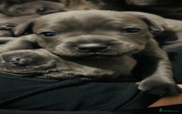 Staffordshire Bull Terrier dogs for sale: KC Registered Blue Staffordshire bull terrier - Image 6