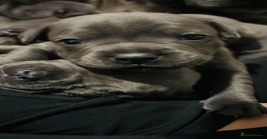 Staffordshire Bull Terrier dogs - Advert 2