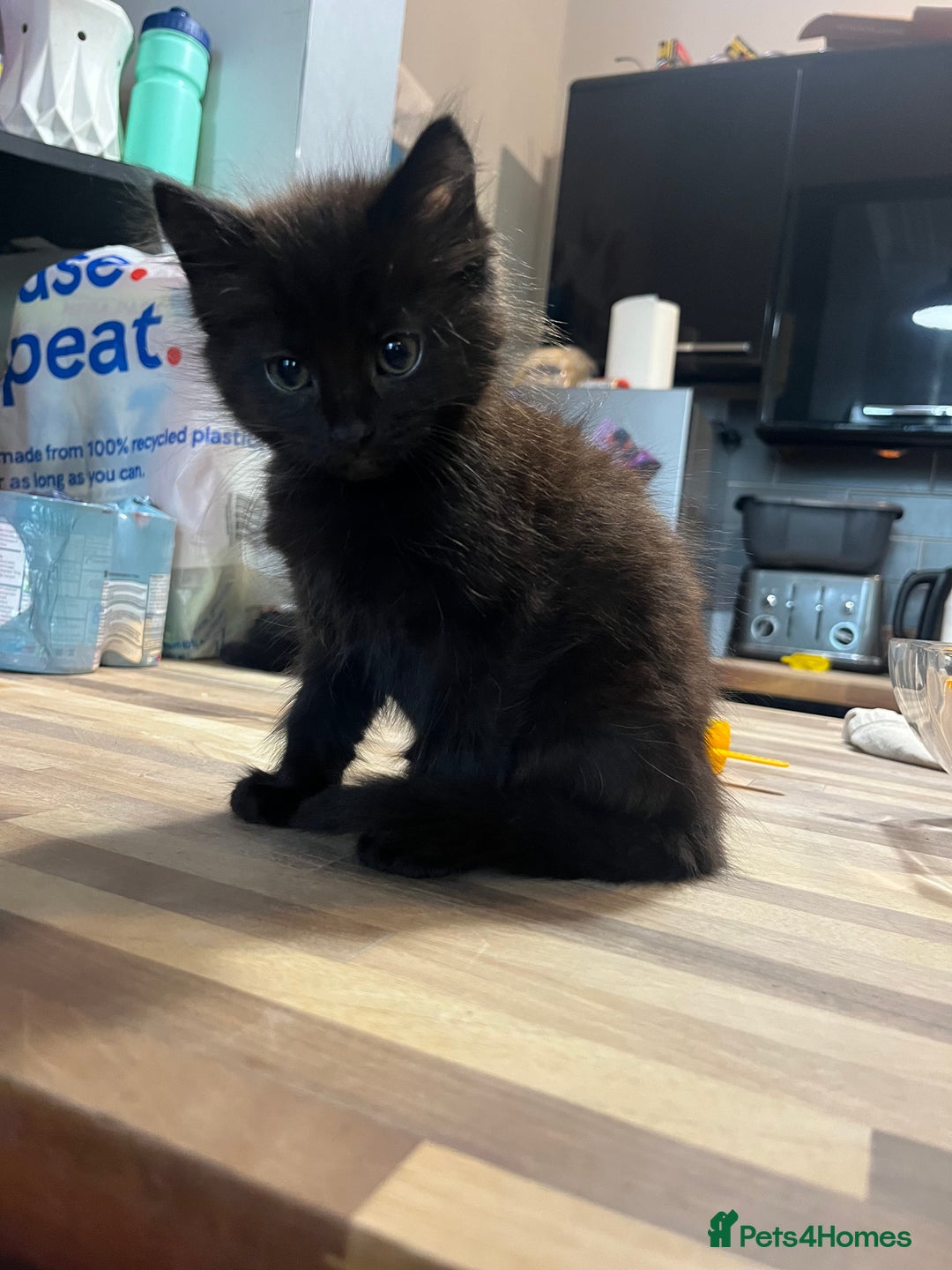 Mixed Breed cats for sale: Short hair and long hair kittens  - Image 12
