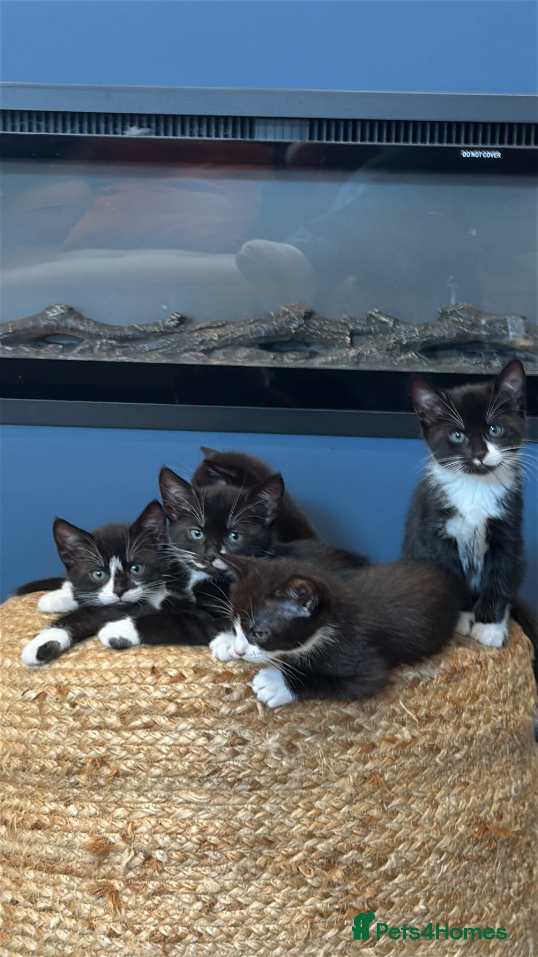 Mixed Breed cats for sale: Kittens in Horsham - Advert 3