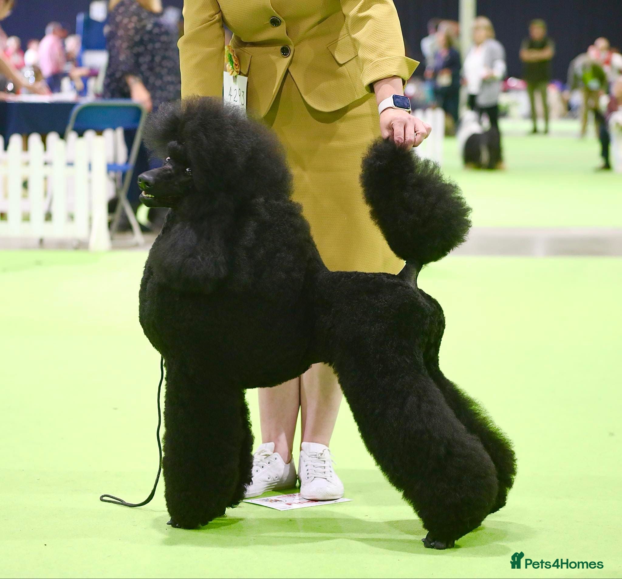 Standard Poodle dogs The Magnificent Seven Standard Poodle Puppies - Advert 1