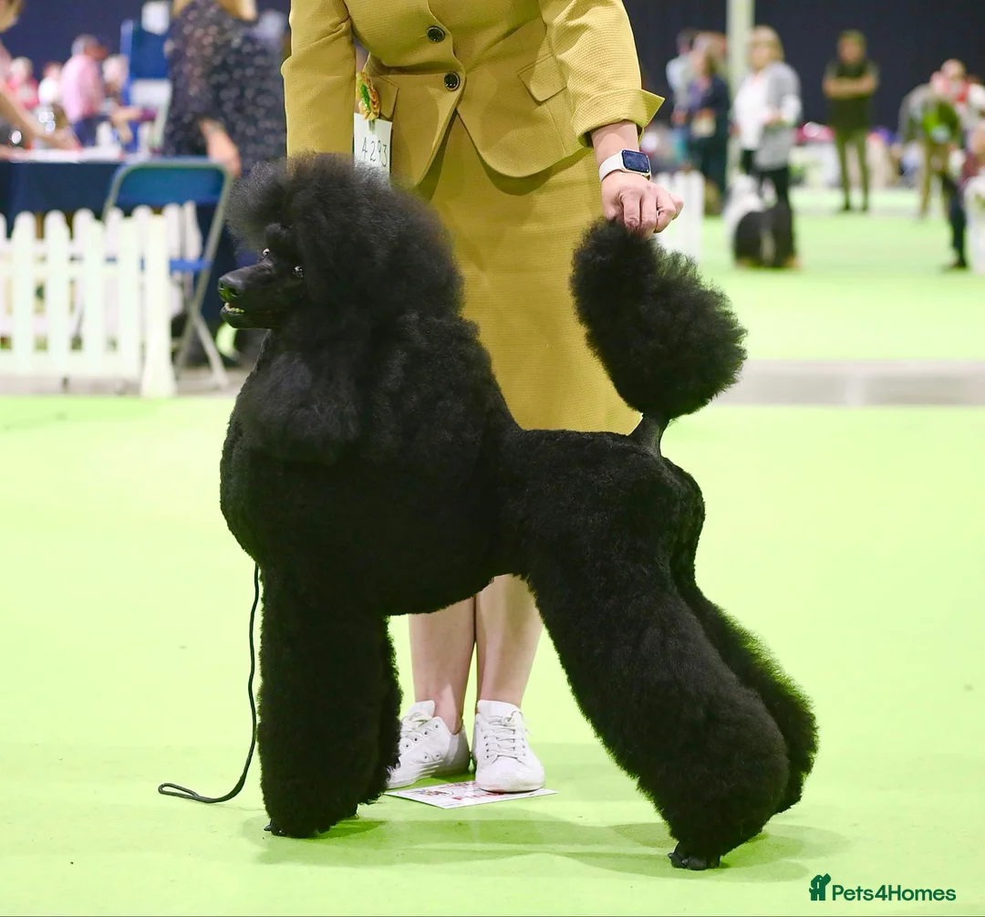 Standard Poodle dogs for sale: The Magnificent Seven Standard Poodle Puppies - Advert 1