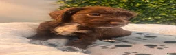 Sprocker dogs for sale: F1b (75% Cocker) Sprocker Puppies 5 * Breeder  - Advert 24