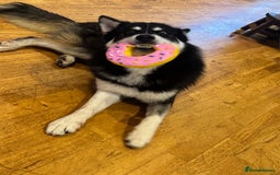 Mixed Breed dogs for sale: Meet Sparks - Image 10