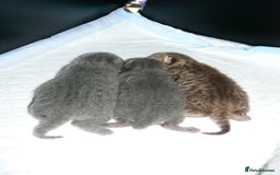 British Shorthair cats for sale: Pedegree British Blue + Tabby Shorthair Kittens - Image 11