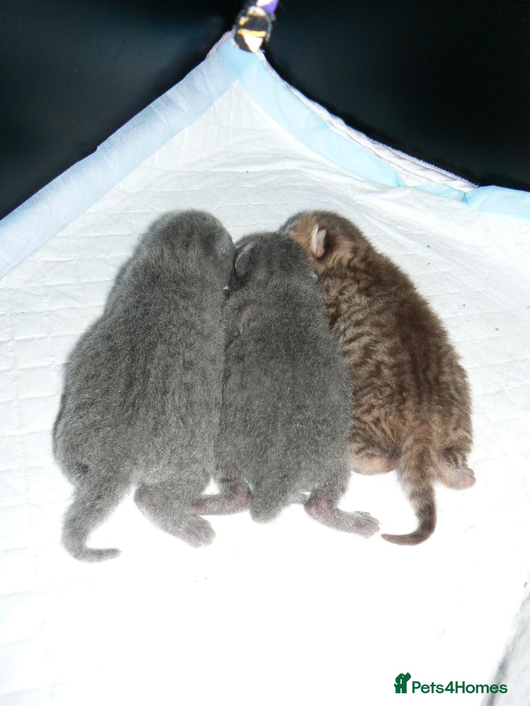 British Shorthair cats for sale: Pedegree British Blue + Tabby Shorthair Kittens - Image 11