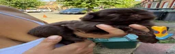 Shih Tzu dogs for sale: 4 Beautiful Shih Tzu Puppies - Advert 1