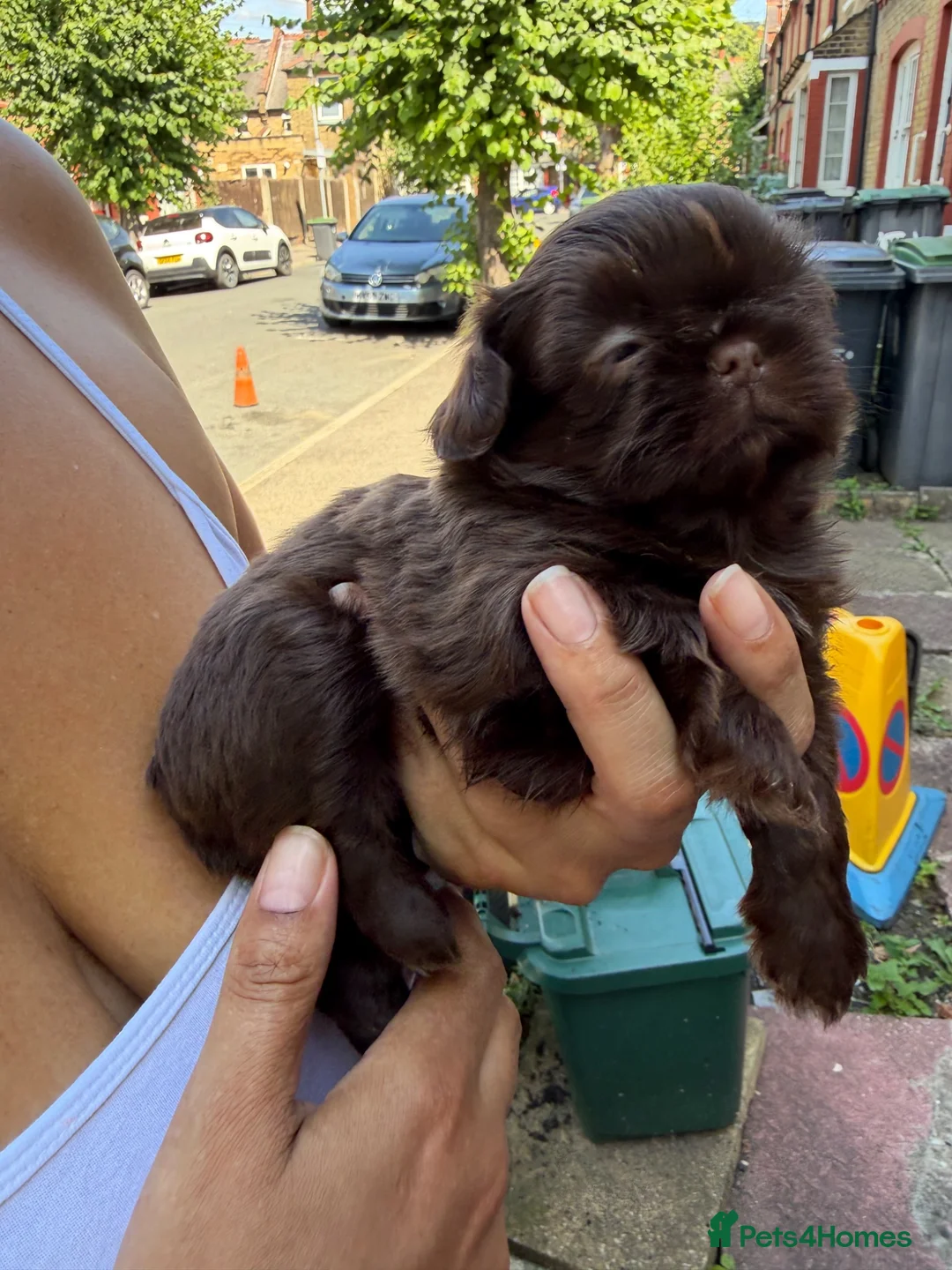 Shih Tzu dogs for sale: 4 Beautiful Shih Tzu Puppies - Advert 1