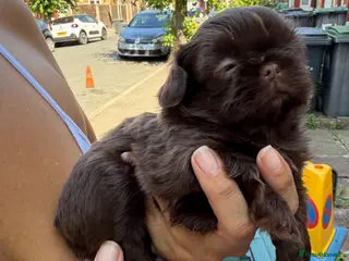 Shih Tzu dogs 4 Beautiful Shih Tzu Puppies - Advert 1