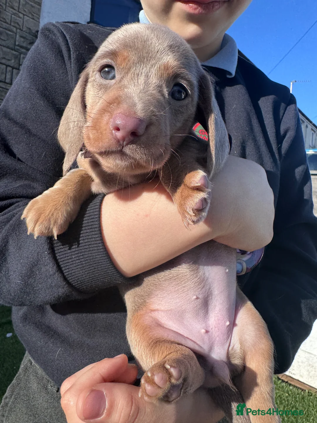 Miniature Dachshund dogs for sale: 3 cute miniature dachshund pupps available  - Advert 1