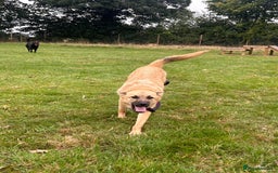 Mixed Breed dogs for adoption: Luanna - Norwich Norfolk  - Image 3